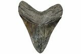 Serrated, Fossil Megalodon Tooth - South Carolina #310041-1